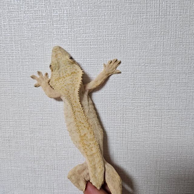팬텀 옐로우 크림 벅스킨