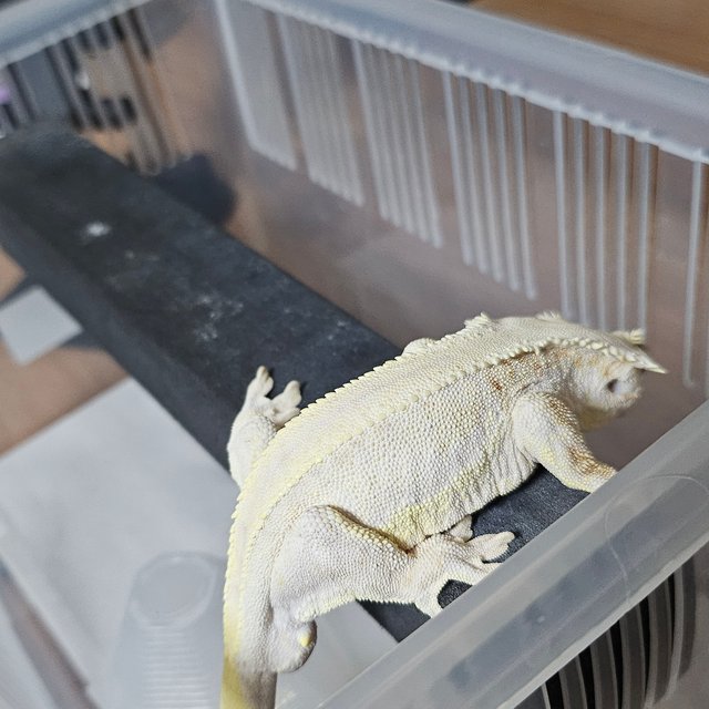 릴리화이트 레드