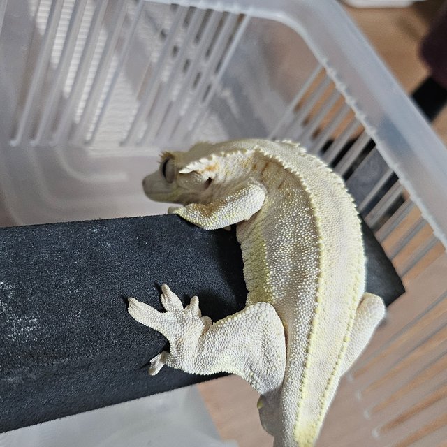 릴리화이트 레드