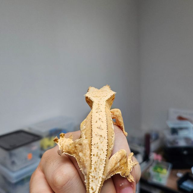크림시클 크림 옐로우 풀핀