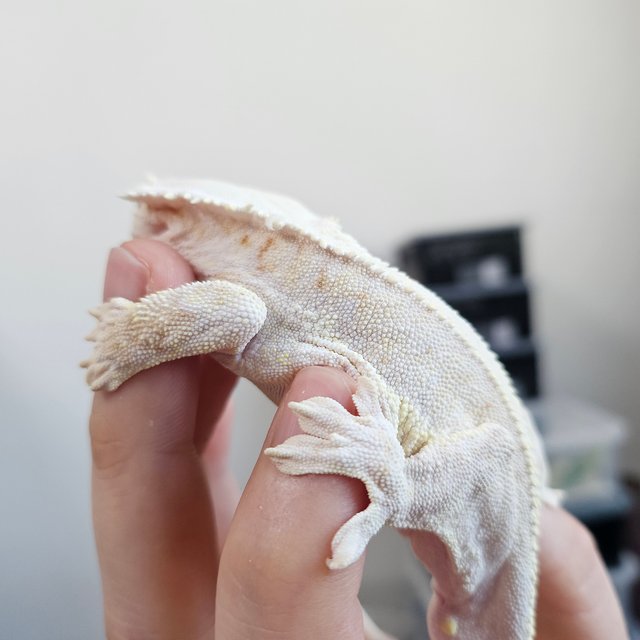 릴리화이트 레드