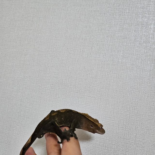 벅스킨 다크 챠콜