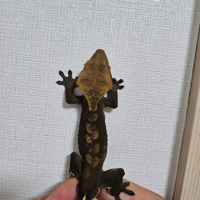 벅스킨 다크 챠콜