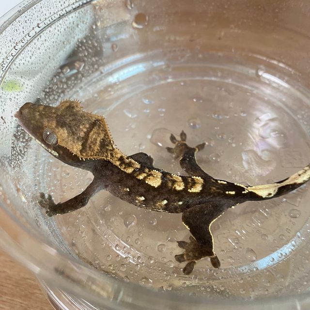 플레임 다크 블랙