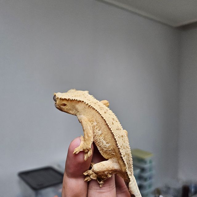 크림시클 크림 옐로우 풀핀