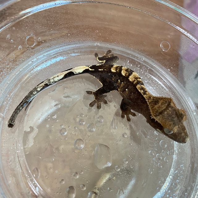 플레임 다크 블랙