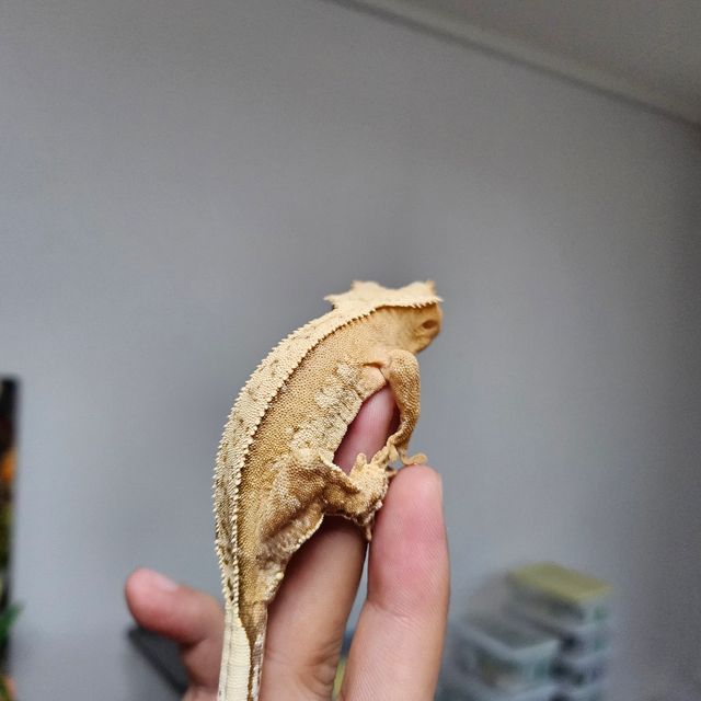 크림시클 크림 옐로우 풀핀