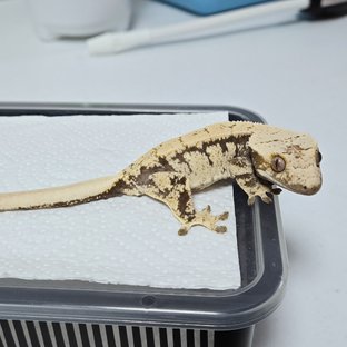 노멀 드리피