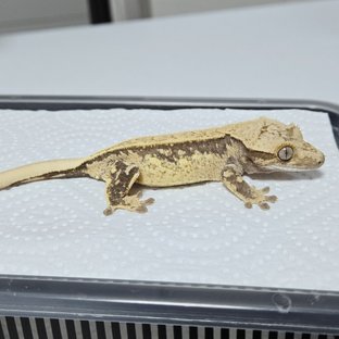 노멀 드리피 풀핀