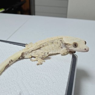 노멀 드리피 화이트스팟