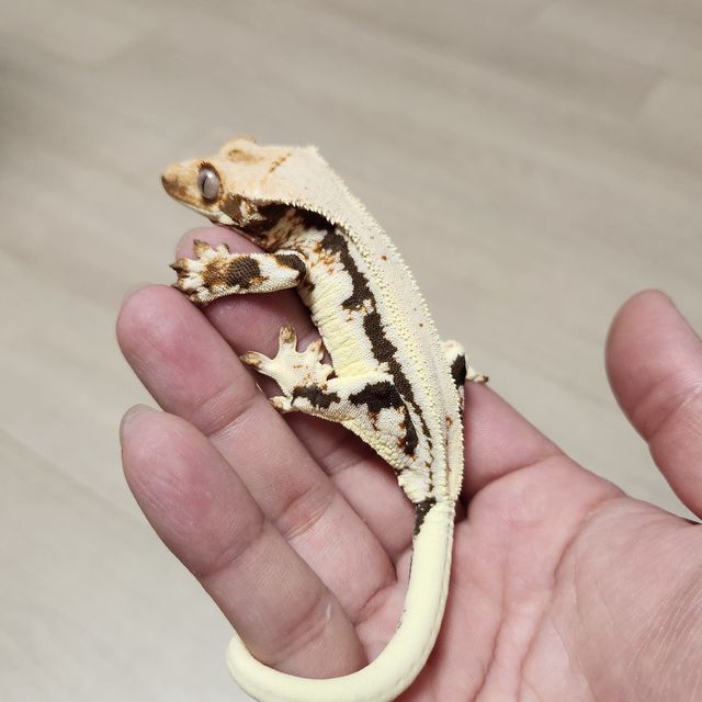 릴리화이트