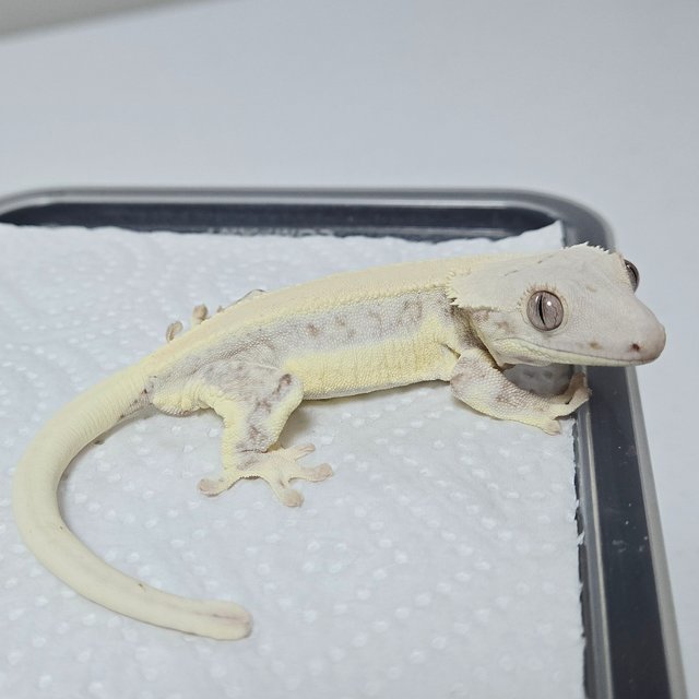 릴리화이트 솔리드백