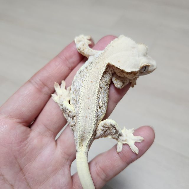 릴리화이트