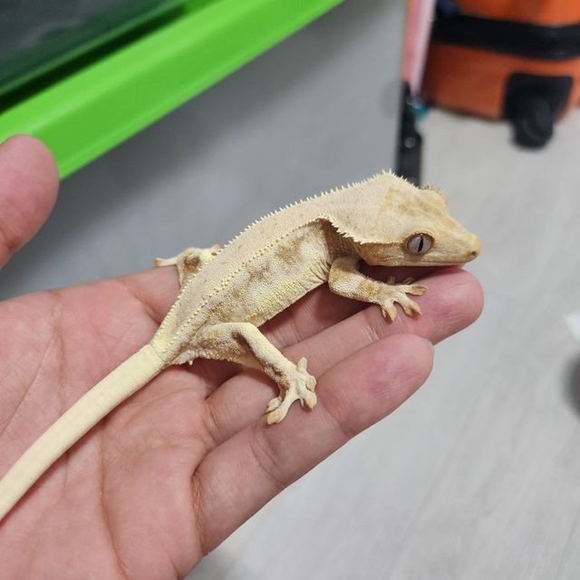 릴리화이트 트라이 익스트림할리퀸