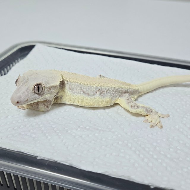 릴리화이트 솔리드백