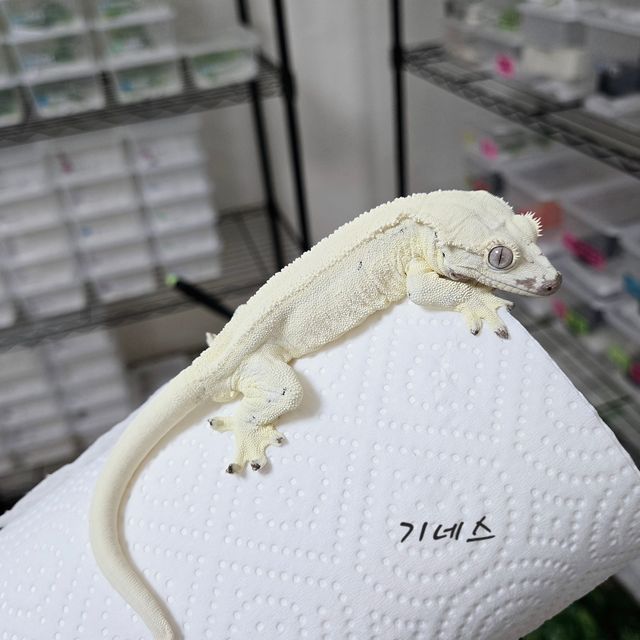 릴리 세이블