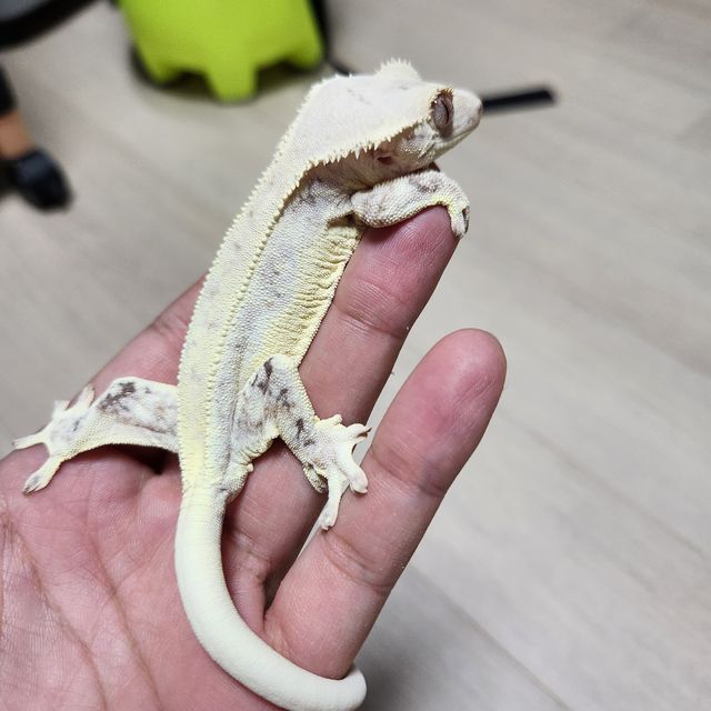 릴리화이트