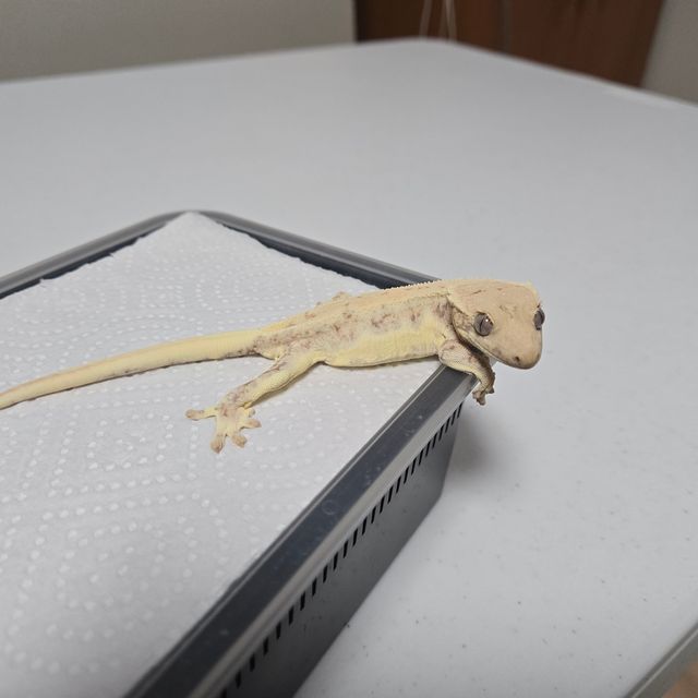 릴리화이트