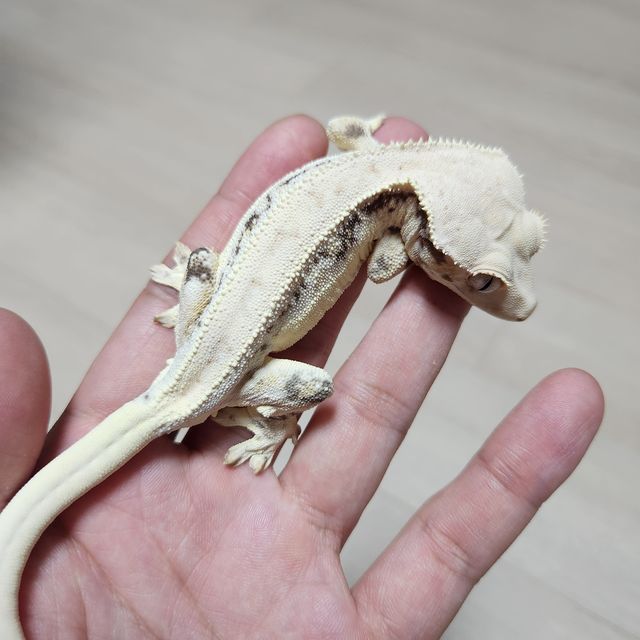 릴리화이트