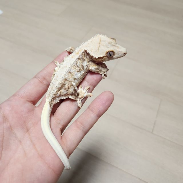 릴리화이트 트라이
