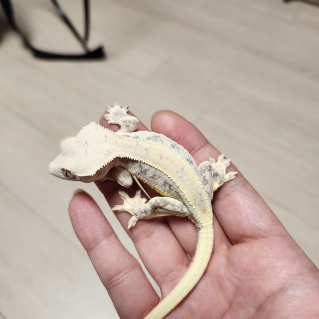 릴리화이트