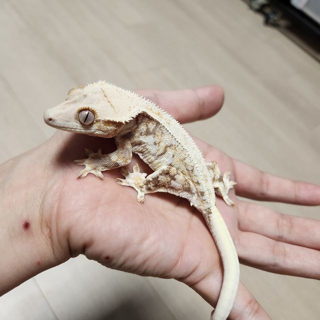 릴리화이트 트라이