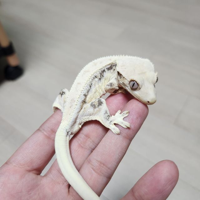 릴리화이트