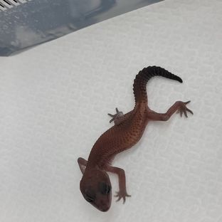 오레오 패턴리스
