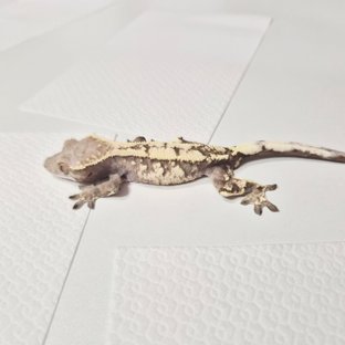 세이블