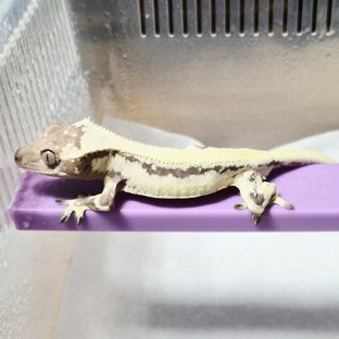 릴리 세이블 솔리드백