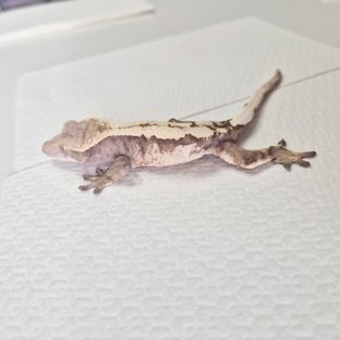 세이블