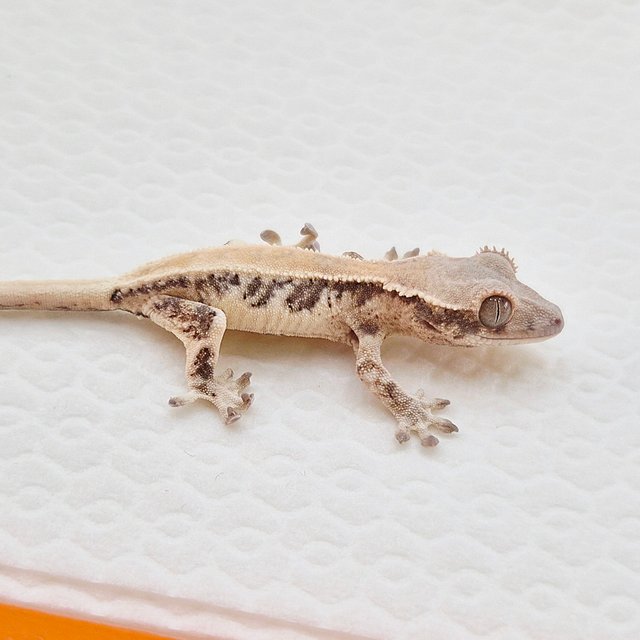 릴리 세이블 솔리드백