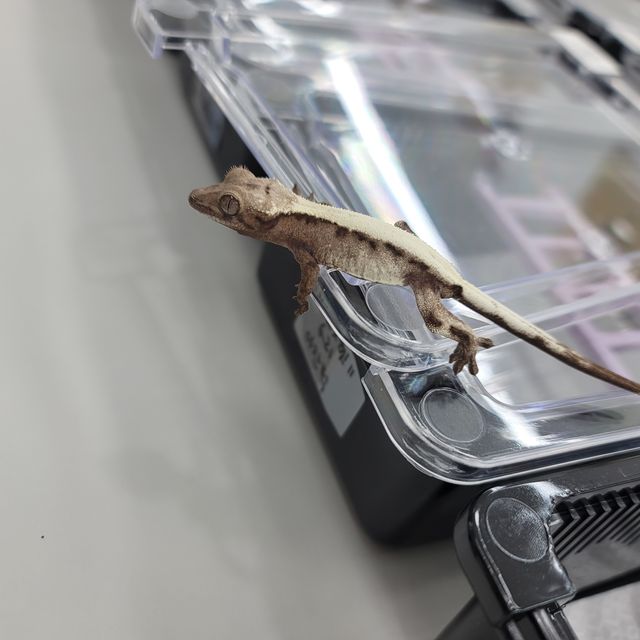 슈퍼세이블 릴리