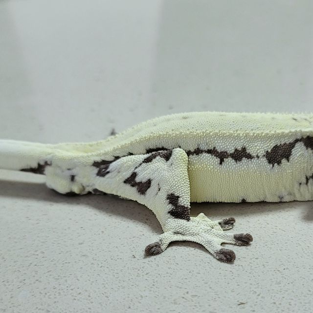 프라푸치노