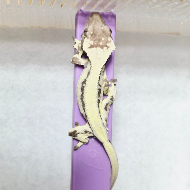 릴리 세이블 솔리드백