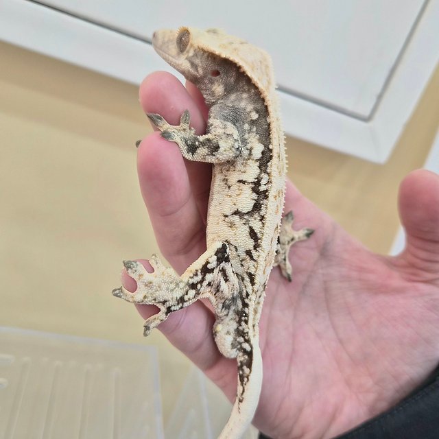 드리피 화이트스팟 노멀