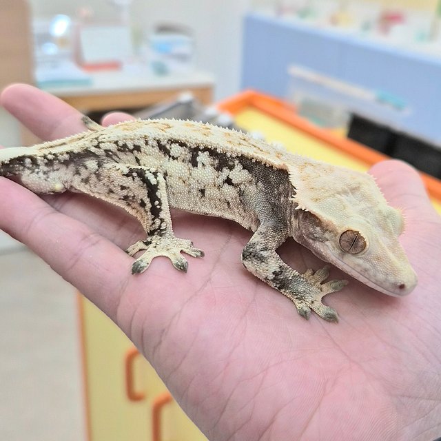 드리피 화이트스팟 노멀