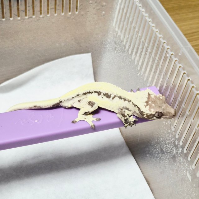 릴리 세이블 솔리드백