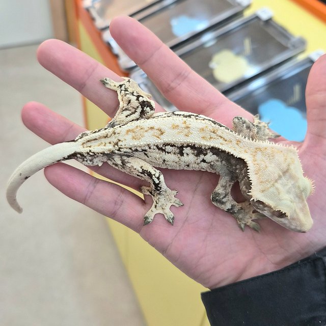 드리피 화이트스팟 노멀