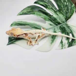 레드 트라이 릴리화이트