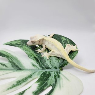 레드 릴리 세이블