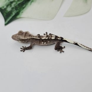 아잔틱