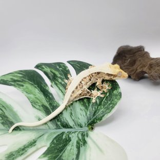 트라이 릴리화이트