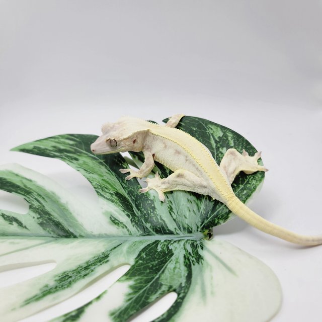 레드 릴리 세이블