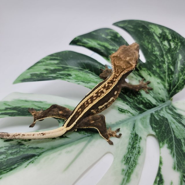 슈퍼스트라이프 엠티백