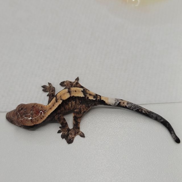 세이블 100%헷아잔틱