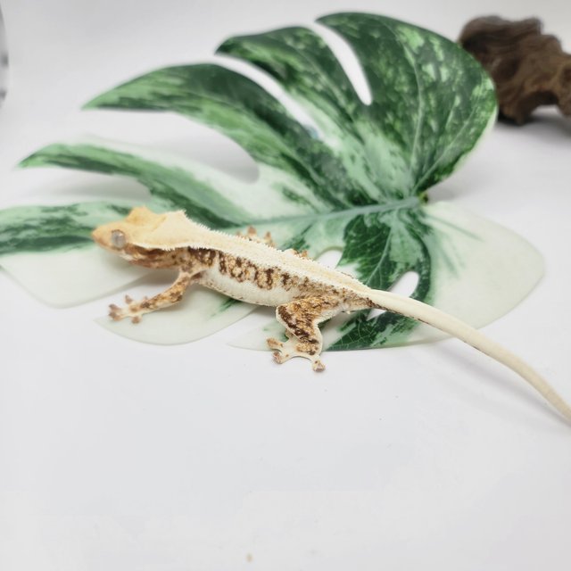 트라이 릴리화이트