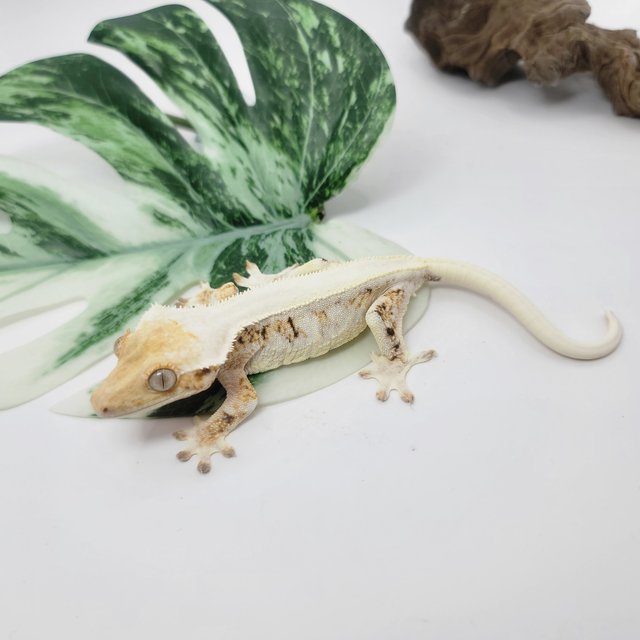 트라이 릴리화이트