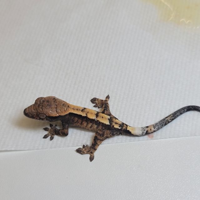 세이블 100%헷아잔틱