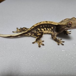 노멀 다크 블랙